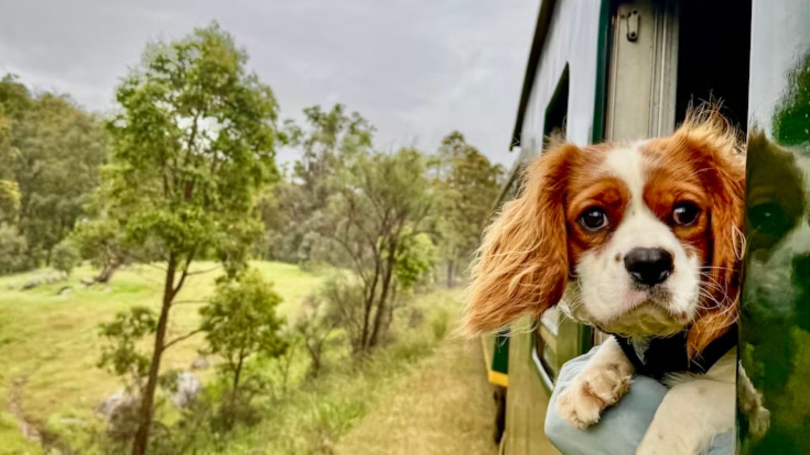 Indian Railways pet travel policy: Planning train journey with your dog? Know IRCTC rules and ticket booking process