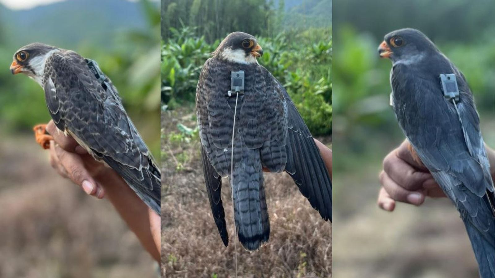 6,000 km in six days: How WII tracked a trio of Amur falcons across continents
