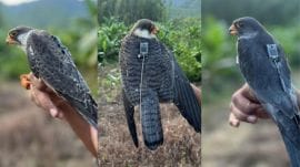 WII officers tagged the birds, Apapang, Alang and Ahu, in Tamenglong on November 11 using transmitters weighing around 3.5g - 4g, said senior scientist Dr Suresh Kumar.