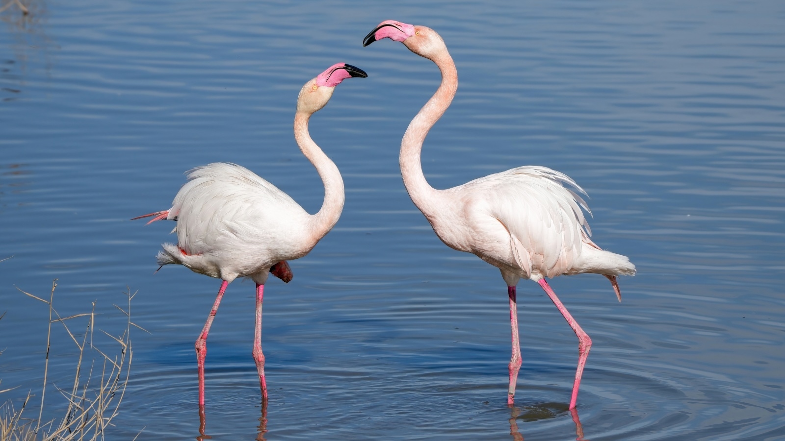 Six migratory birds to look for in India this winter