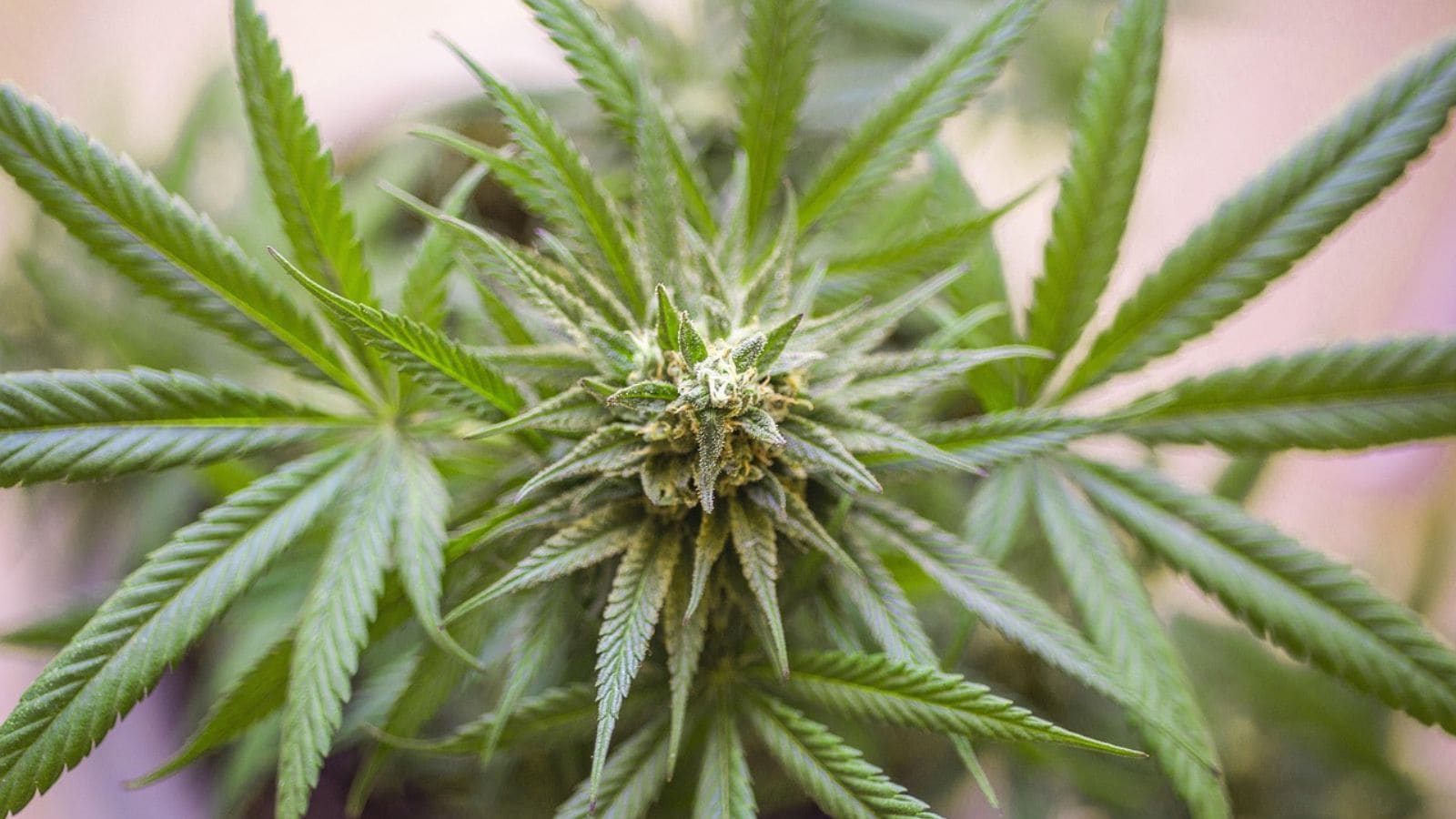 DRI Ludhiana seizes 103 kg ganja concealed in false compartments in car, arrests 2