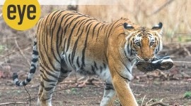 human nature A tiger on the prowl