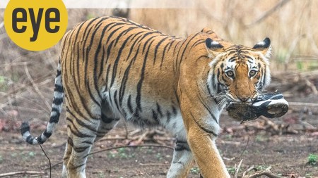 A tiger on the prowl