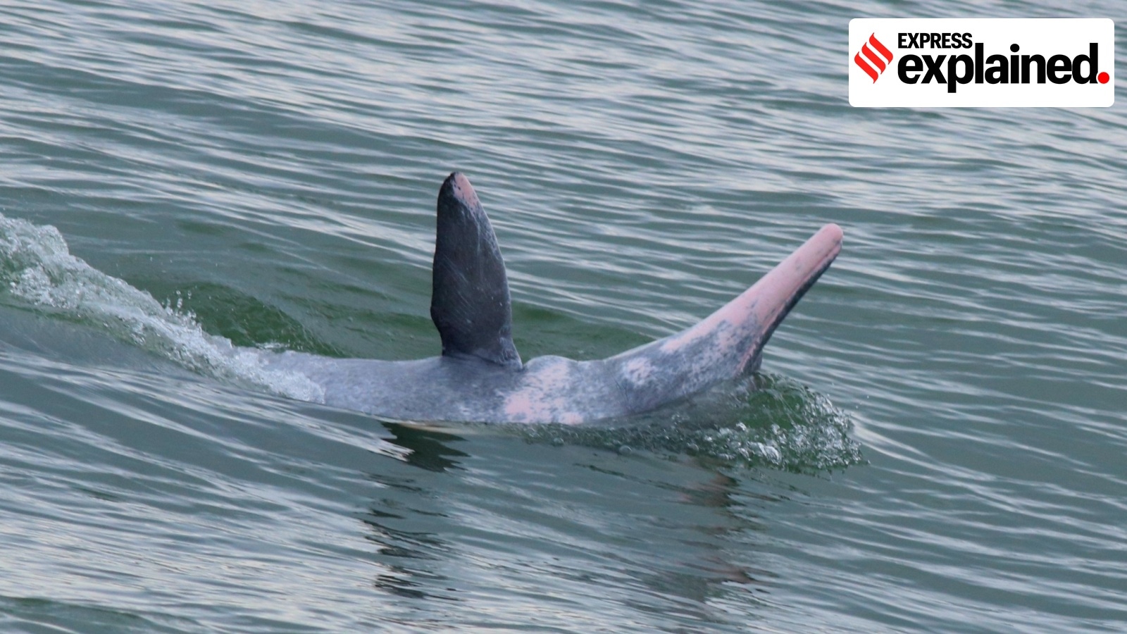 humpback dolphins