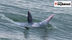 What is dolphin-assisted cast net fishing in Kerala, which researchers want to study?