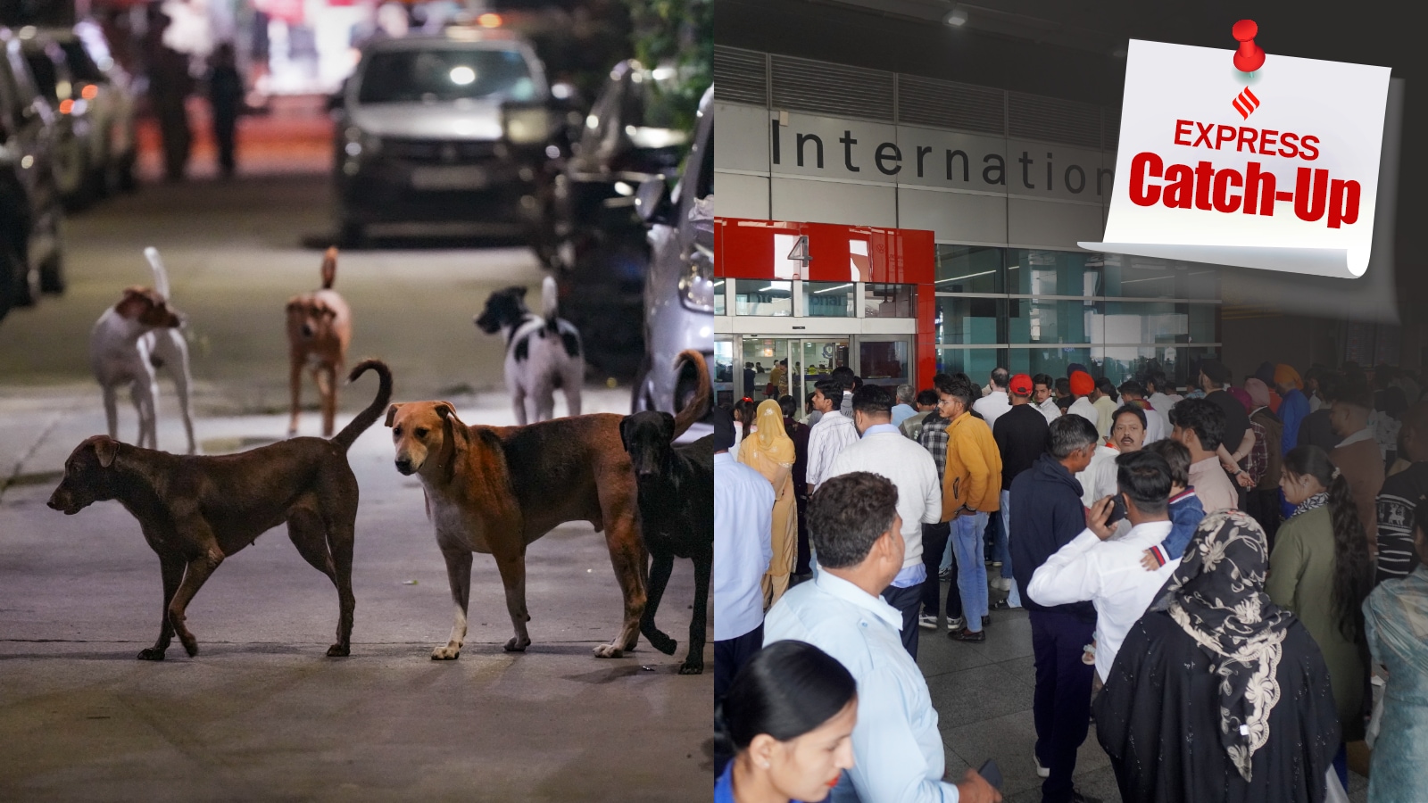 5 stories you must read today, November 7: From SC ordering removal of strays from public premises to chaos at Delhi airport and more