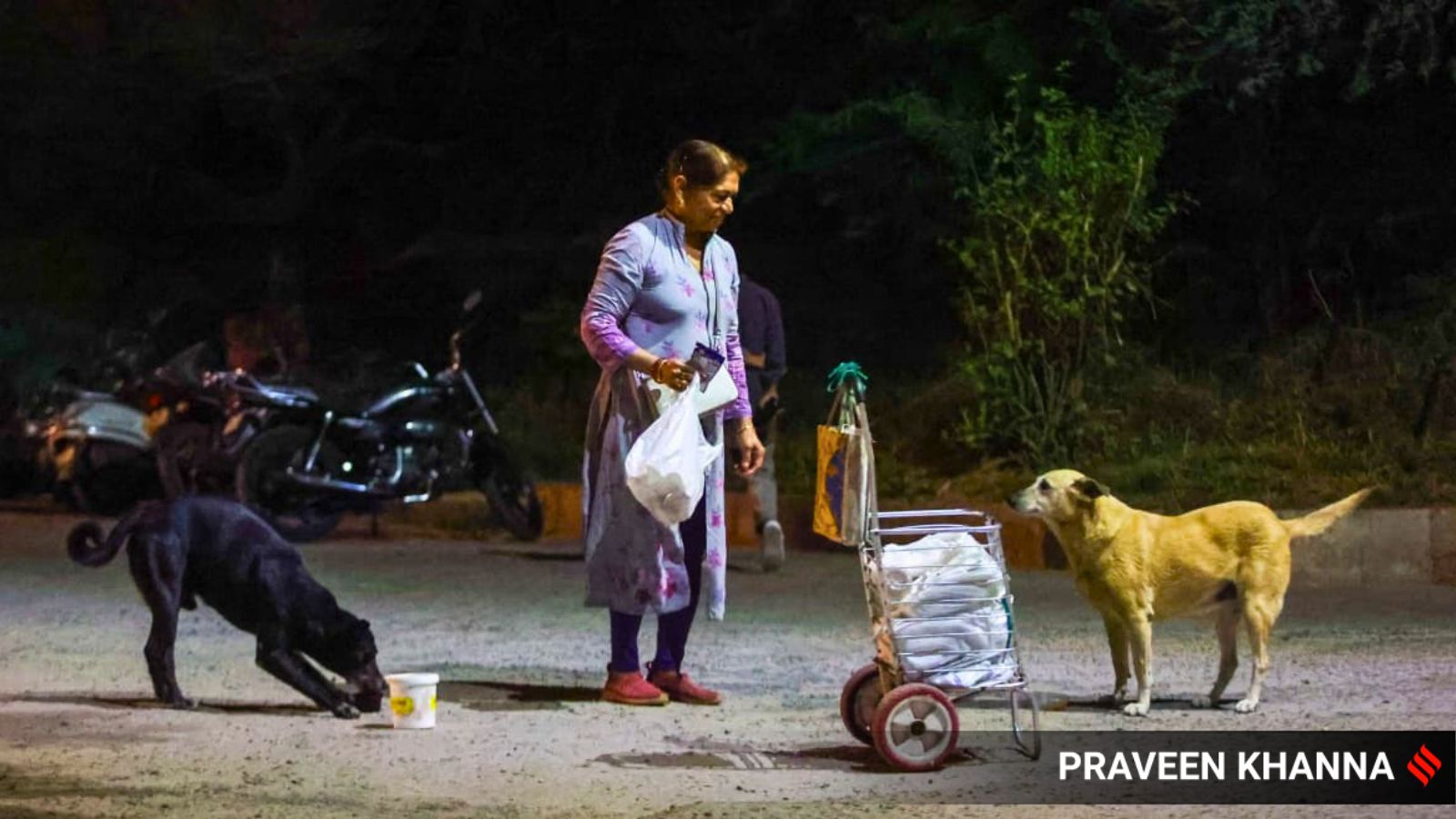 Golu, Kaalu, Foxy: JNU’s four-legged residents left in limbo after SC’s stray dog order