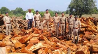 khair wood logs smuggling