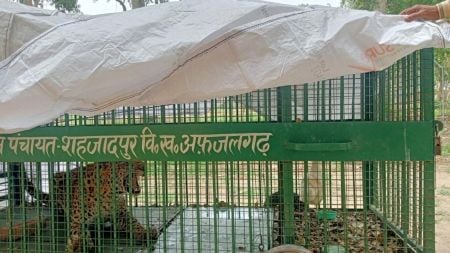 man-animal conflict: leopard