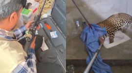 leopard, nagpur, maharashtra,