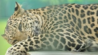 leopard