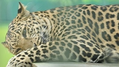 leopard