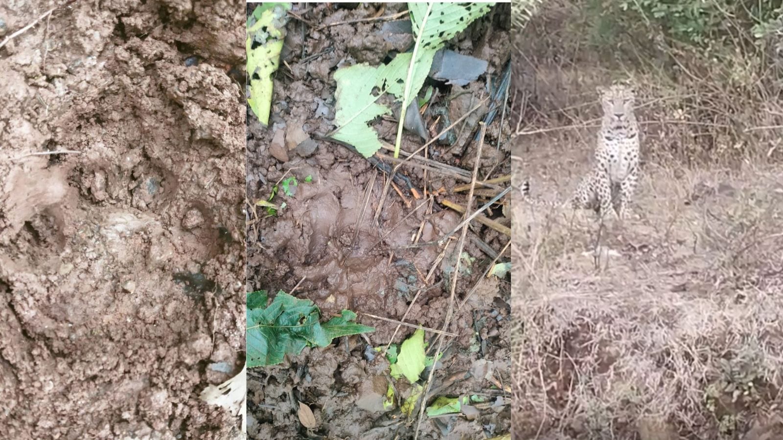 After pet dogs, cattle attacked: Leopard caught on CCTV at Girivan farmhouse, locals fear threat to human life