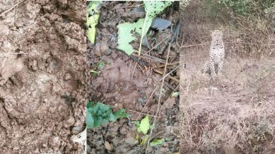 Given that Girivan is a popular weekend vacation destination, residents wish to disseminate the news to ensure public and animal safety.