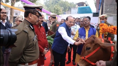 Cow therapy, Gaushala at Tihar Jail, Gaushala at Tihar Jail to improve mental health of inmates, mental health of inmates, tihar jail inmates, delhi news, India news, Indian express, current affairs