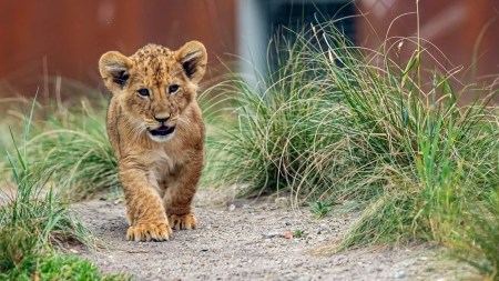 MoS Kirtivardhan names tiger and lion cubs at Delhi zoo