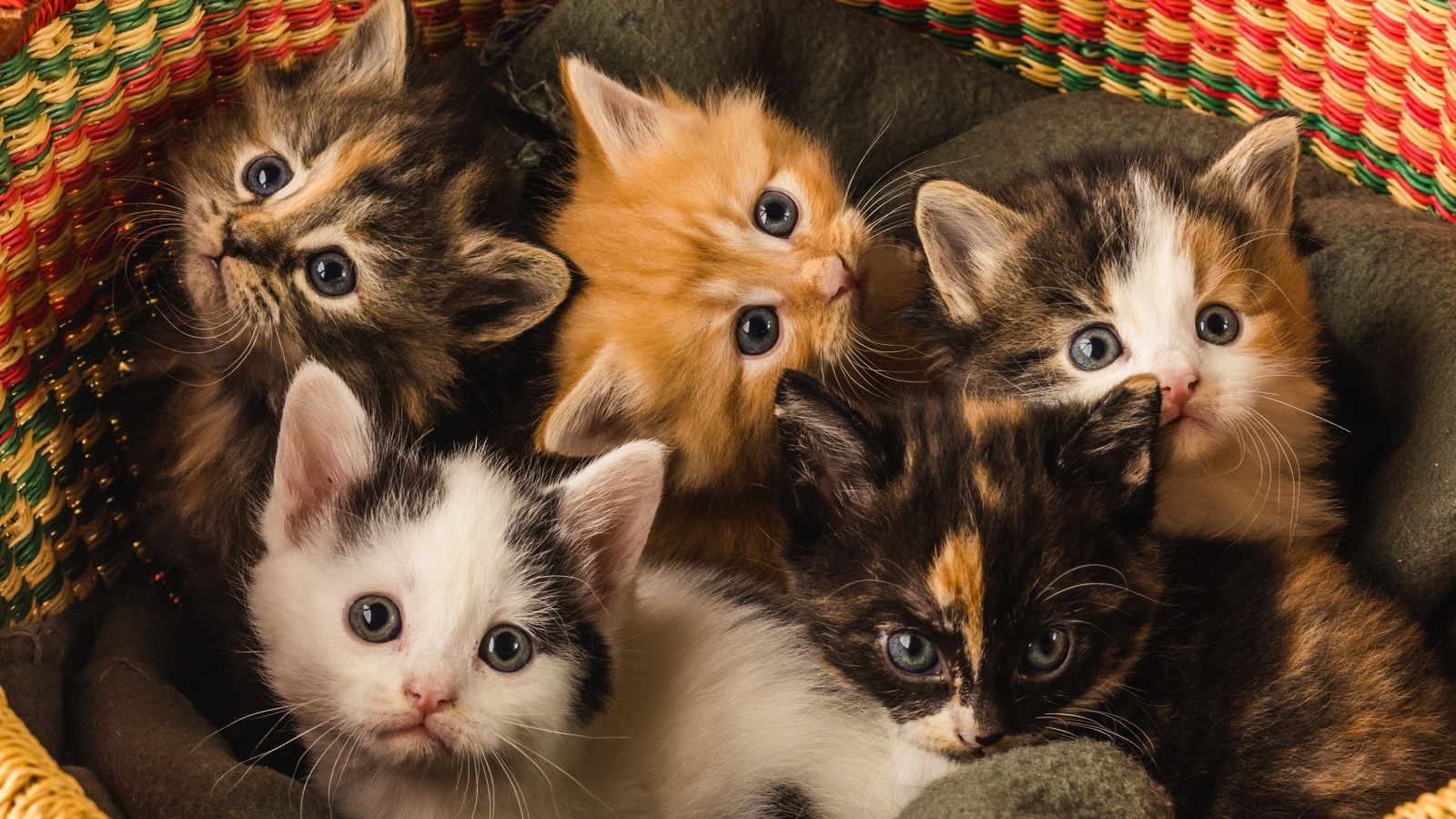 The ‘secret’ life of kittens: Why every fur baby in a litter is a genetic surprise