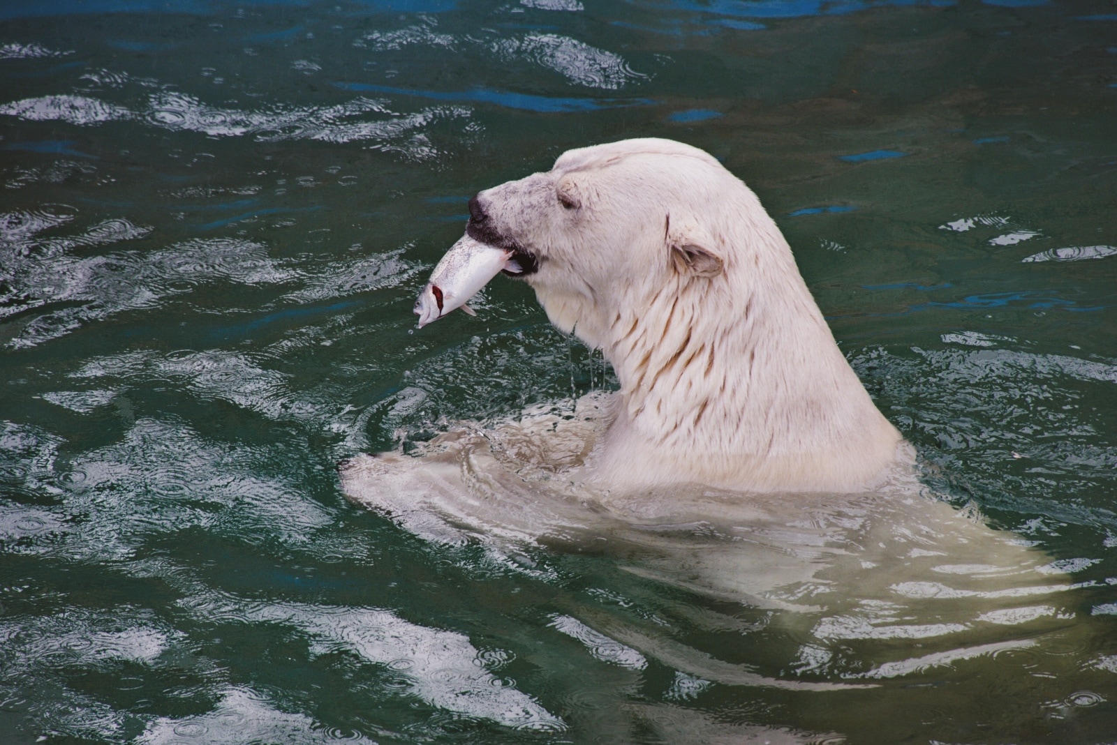 polar bear