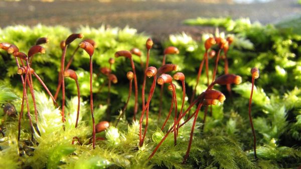 UPSC Weekly Current Affairs Quiz | November 23 to November 29, 2025