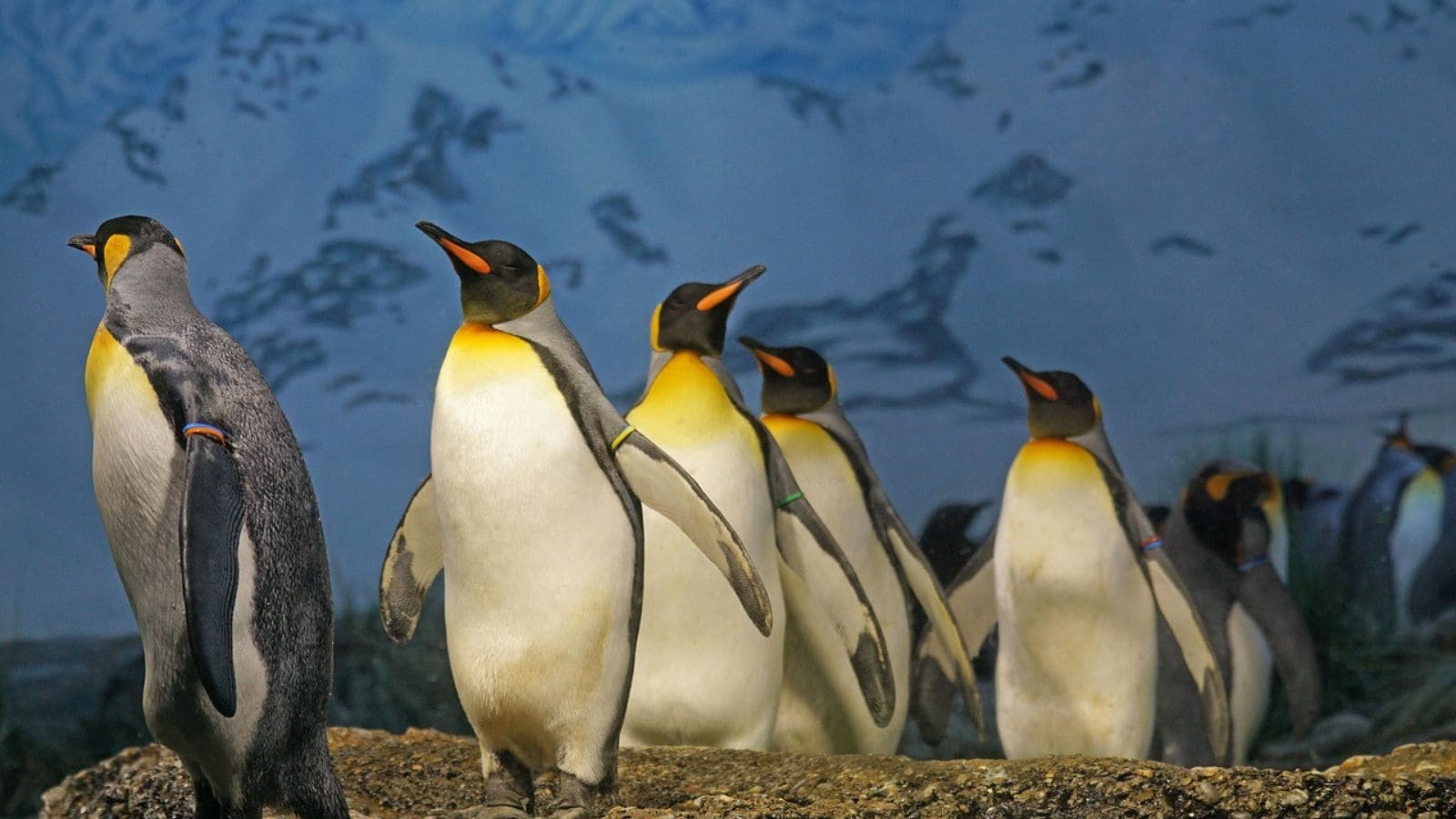 Amid the increasing population of penguins in the zoo, the authorities had earlier proposed penguins for exchange programmes across multiple zoos in the country in a bid to procure other animals.