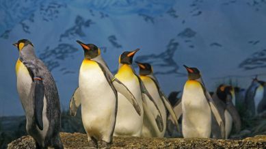 Amid the increasing population of penguins in the zoo, the authorities had earlier proposed penguins for exchange programmes across multiple zoos in the country in a bid to procure other animals.