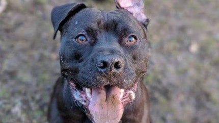 Six-year-old boy critical after pitbull attack in Delhi, pet owner held