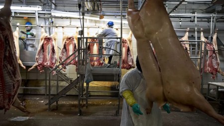 Assam bans sale of pork in 7 districts after ‘alarming’ rise in African swine fever