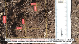 A pugpark comparison of the deceased leopard and those at the site of the latest attack is seen in this photo.