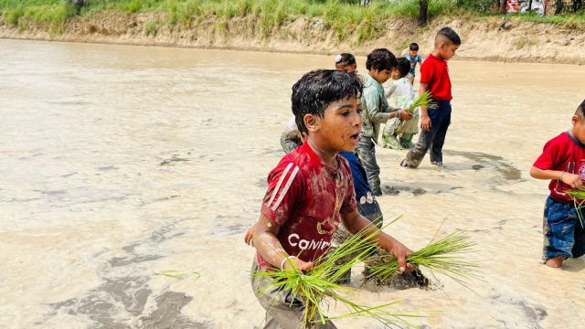 Children from Government Primary School, Chananwal, Fazilka, having fun in paddy fields. (Express photo)