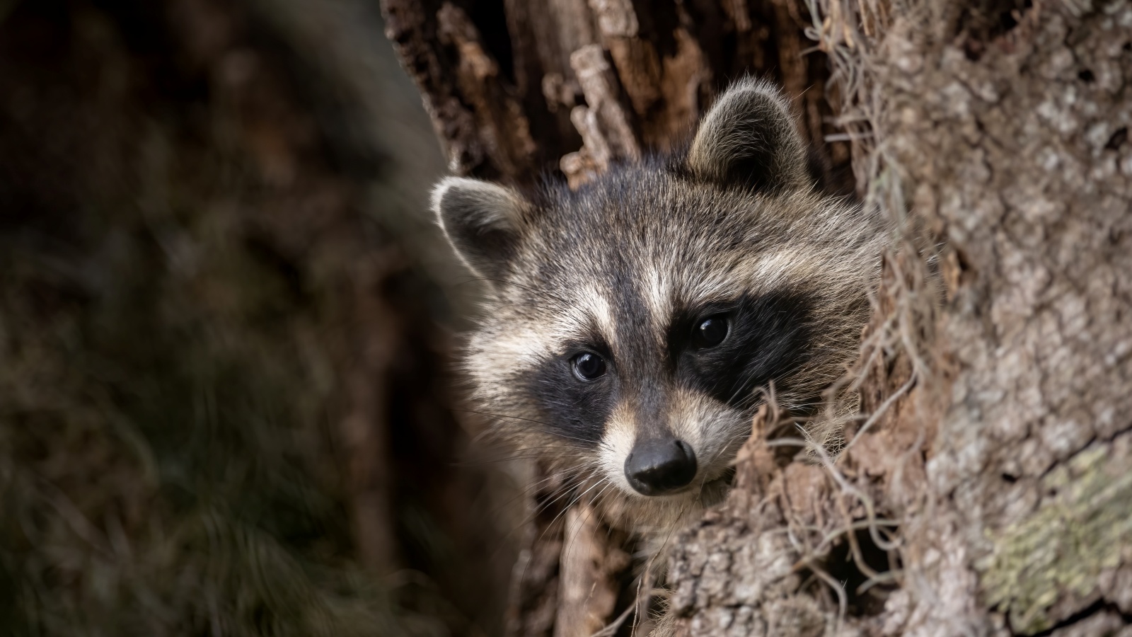 Raccoons Show Early Signs of Domestication in America