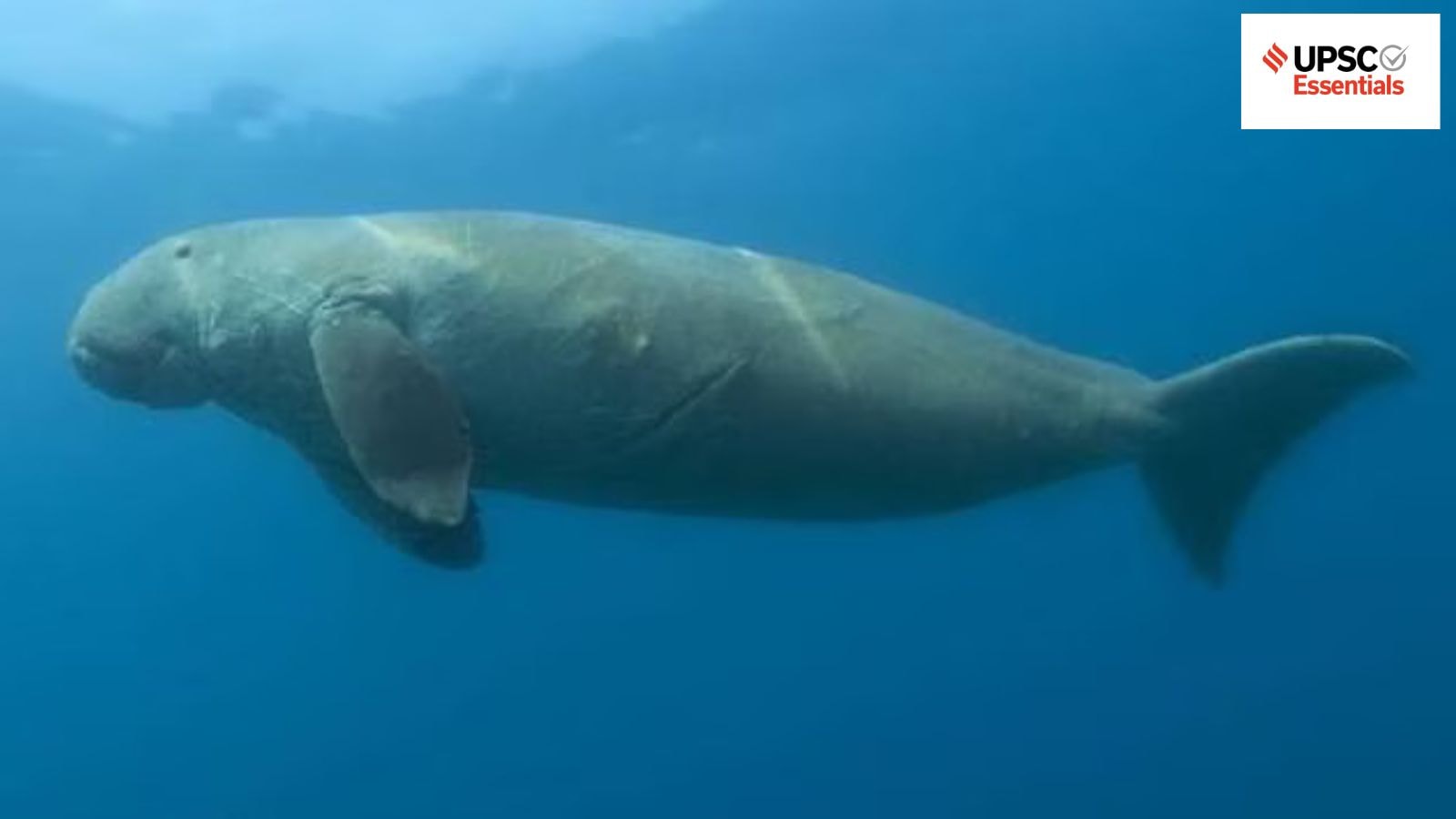 UPSC Essentials | Daily subject-wise quiz : Environment and Geography MCQs on sea cows, ozone layer and more (Week 138)