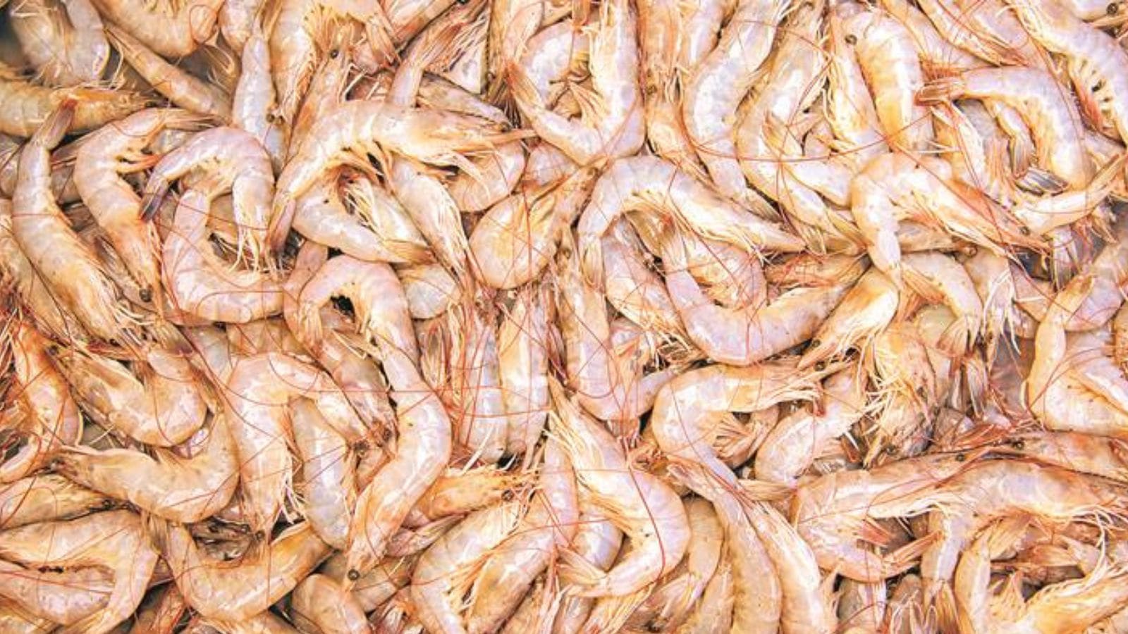 Shrimp farming attracts former brick makers in Sonipat amid rising subsidies
