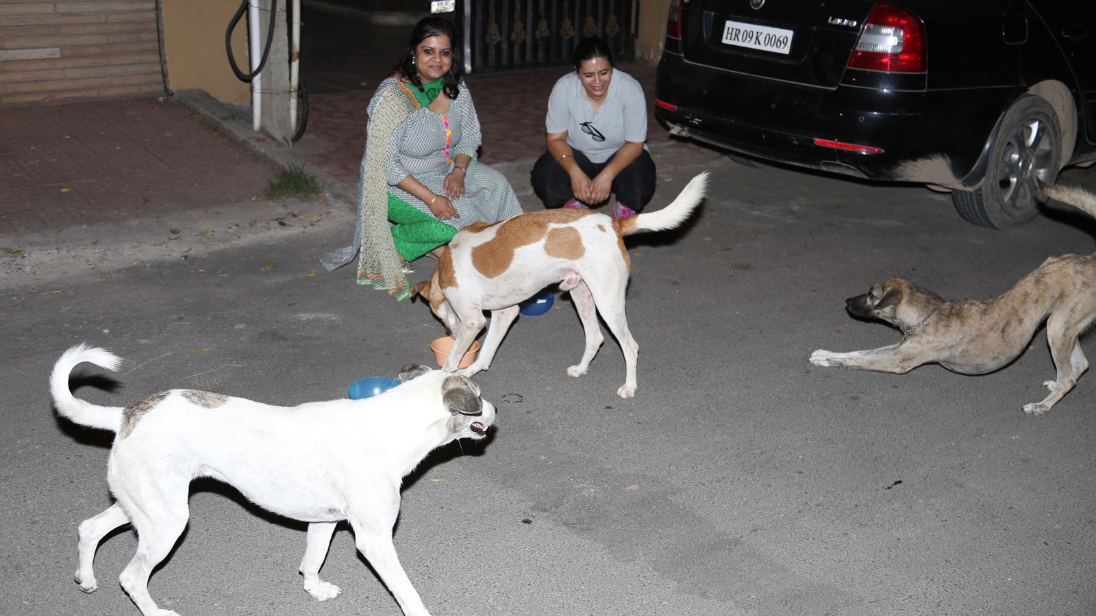 Citizens urged to provide details on stray dog feeding to help designate feeding spots | Pune News Citizens urged to provide details on stray dog feeding to help designate feeding spots | Pune News