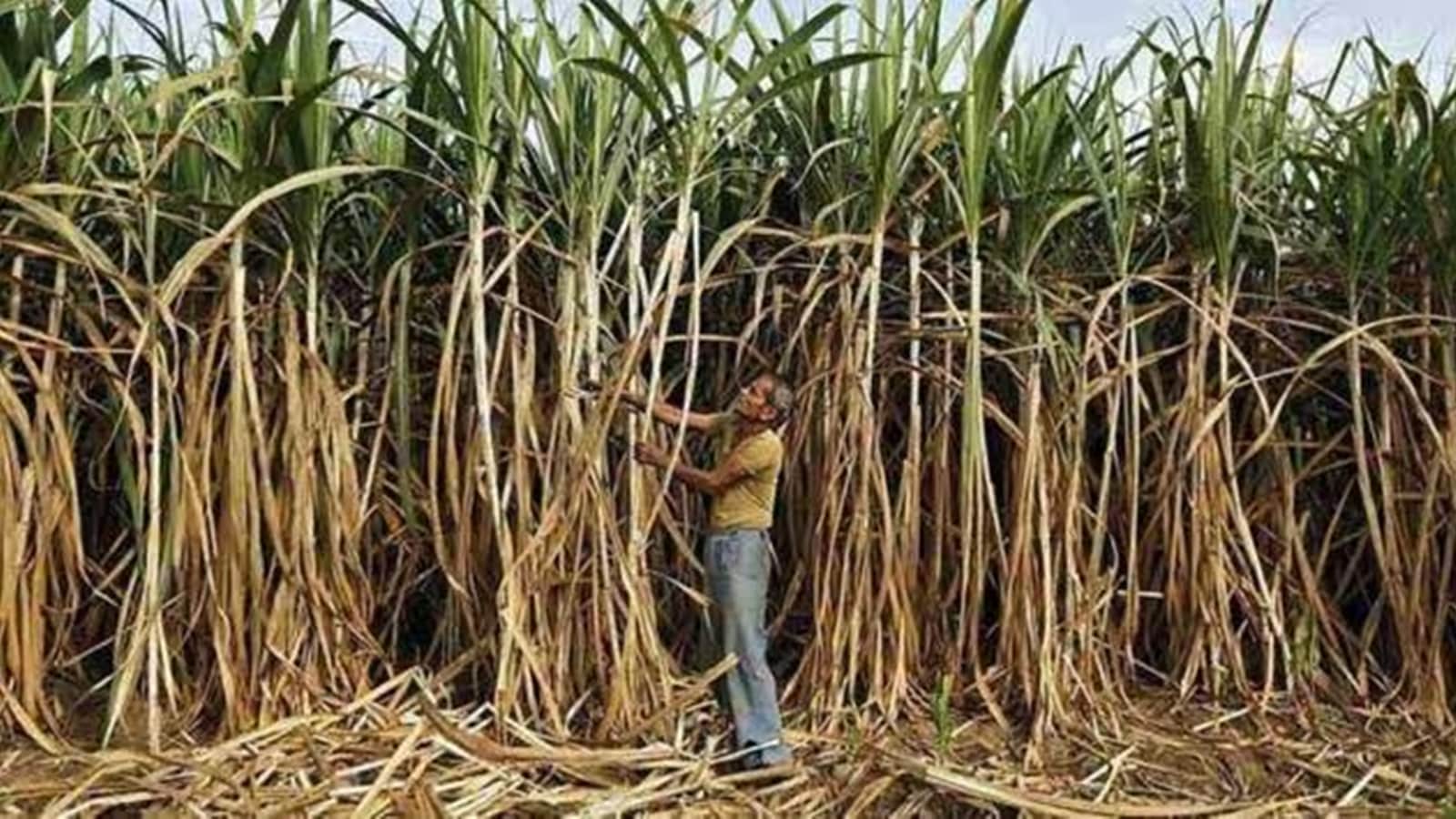 Siddaramaiah's letter to PM Modi came a day ahead of his proposed meeting with sugar factory owners, aimed at providing a viable solution to sugarcane farmers.