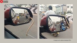 Snake inside car’s side mirror in Tamil Nadu