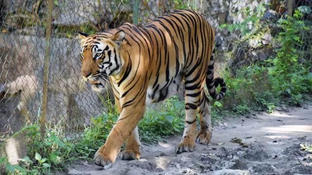 Amid years-long legal tussle, SC-appointed panel recommends notifying tiger reserve in Goa