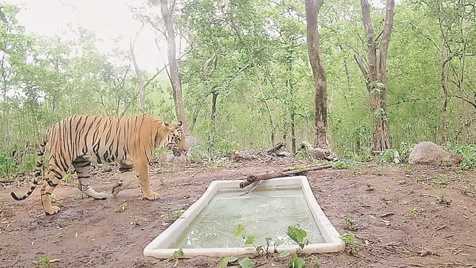 Declared extinct decades ago, a tiger returns to ‘new home’ – in Gujarat forest