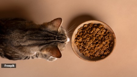 what should cats avoid eating?