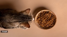 what should cats avoid eating?