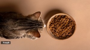 what should cats avoid eating?
