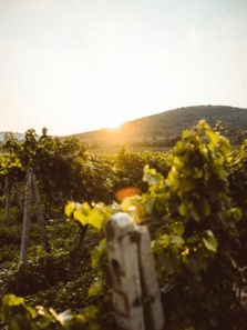 Countries to visit for their vineyards