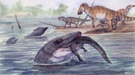 Additional mosasaur teeth from slightly older nearby sites showed similar freshwater signals, strengthening the conclusion that some mosasaurs occupied rivers during the final million years before their extinction. (Image: Christopher DiPiazza)