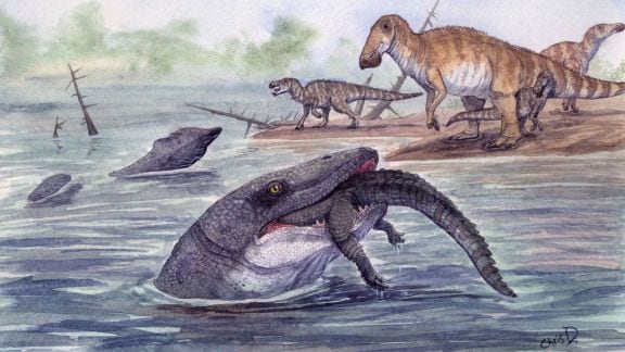 Additional mosasaur teeth from slightly older nearby sites showed similar freshwater signals, strengthening the conclusion that some mosasaurs occupied rivers during the final million years before their extinction. (Image: Christopher DiPiazza)