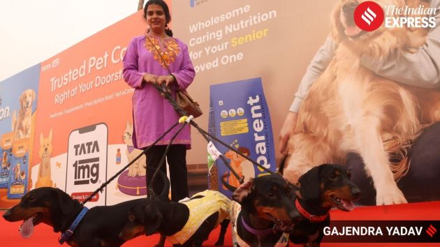 Dogs of various breeds mingle with visitors in dedicated pet zones as part of the carnival activities
