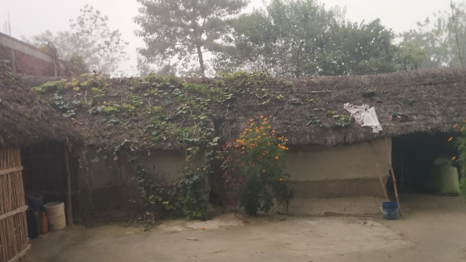 Wolf Attacks Terrify Bahraich Villages
