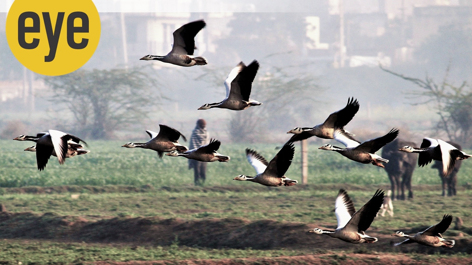 Why millions of birds migrate each winter—and how India becomes their refuge