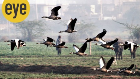 Bald-headed geese are migratory birds