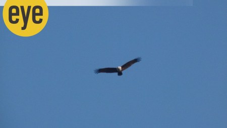 Birding on the Sirocco Plateau in Goa