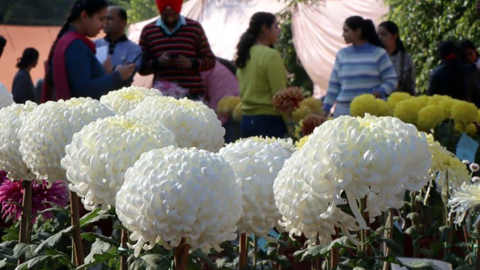 Mohali Hosts Grand Chrysanthemum Show Amid Flood Recovery