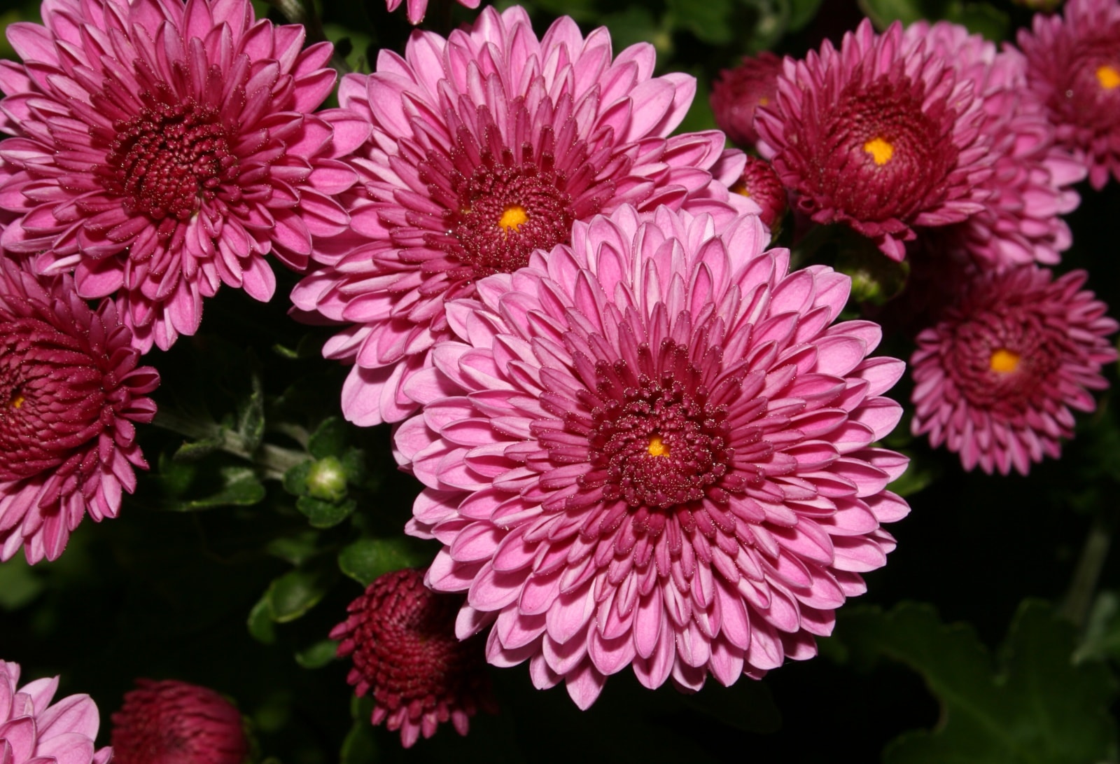 Chrysanthemum
